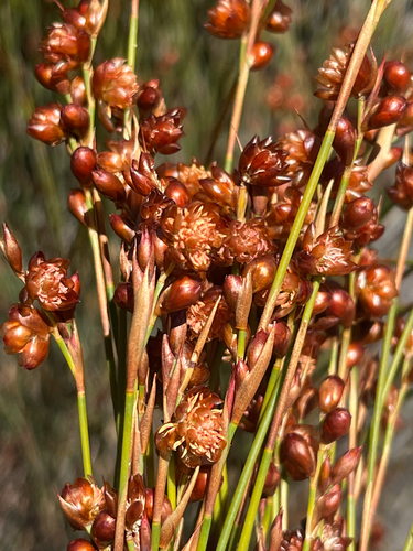 Purple Mastreed (Mastersiella purpurea)