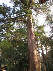 Cryptomeria japonica