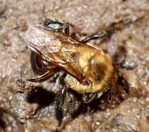 Melipona paraensis