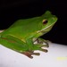 White-lipped Tree Frog - Photo (c) Leonora Enking, some rights reserved (CC BY-SA)
