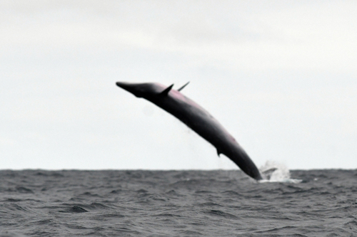 Bryde's Whale