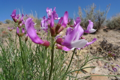 Astragalus saurinus