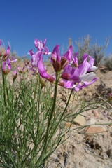 Astragalus saurinus