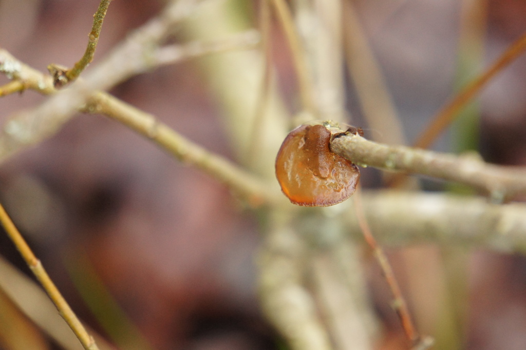 Exidia recisa · January 2026 · photo: © alexswift (iNaturalist, cc-by)