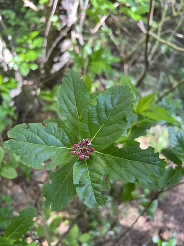 False Medlar (Chamaemespilus alpina)