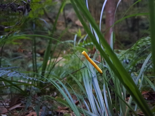 Grassleaf sweet flag (Acorus gramineus)