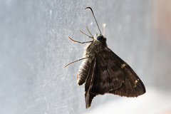 Thorybes dorantes galapagensis