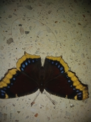 Nymphalis antiopa antiopa