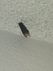 Nymphalis antiopa antiopa