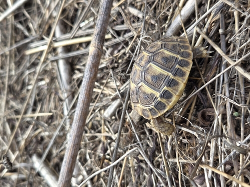 Testudo hermanni hermanni
