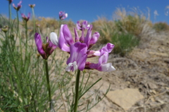 Astragalus saurinus