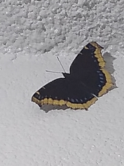 Nymphalis antiopa antiopa