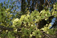 Ulmus pumila