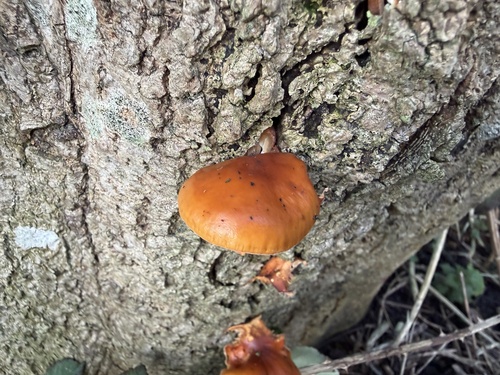 Flammulina