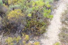 Serruria cyanoides, photograph (c) Tony Rebelo, some rights reserved (CC BY-SA)