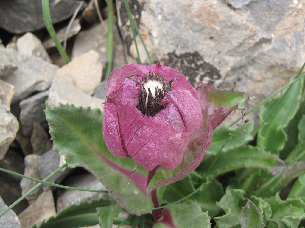 Saussurea tangutica
