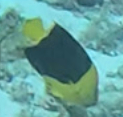 Angelfish (Holacanthus tricolor) — Pomacanthidae