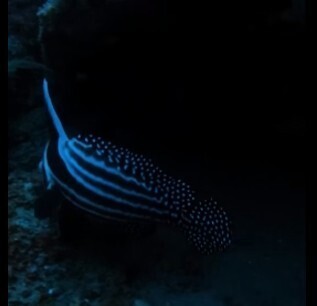 Drum (Equetus punctatus) — Sciaenidae