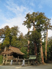 Cryptomeria japonica