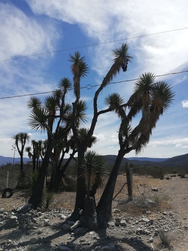 Yucca periculosa