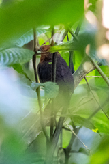 Cyphorhinus arada salvini