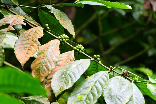 Coffea arabica
