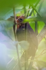 Cyphorhinus arada salvini