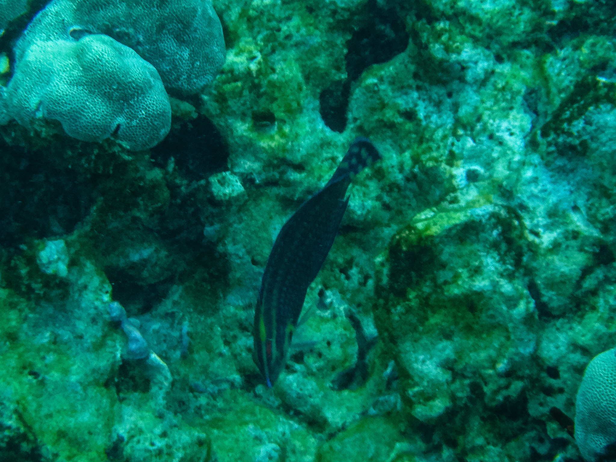Ornamented Wrasse photo 7