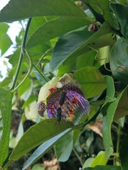 Anisoscelis foliaceus