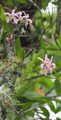 Cattleya — photo 2