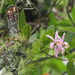 Cattleya — photo 2