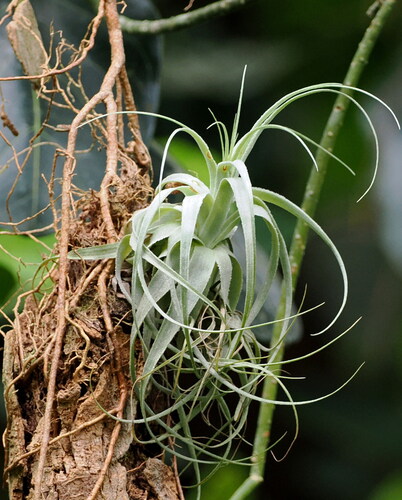 Airplant (Tillandsia gardneri)