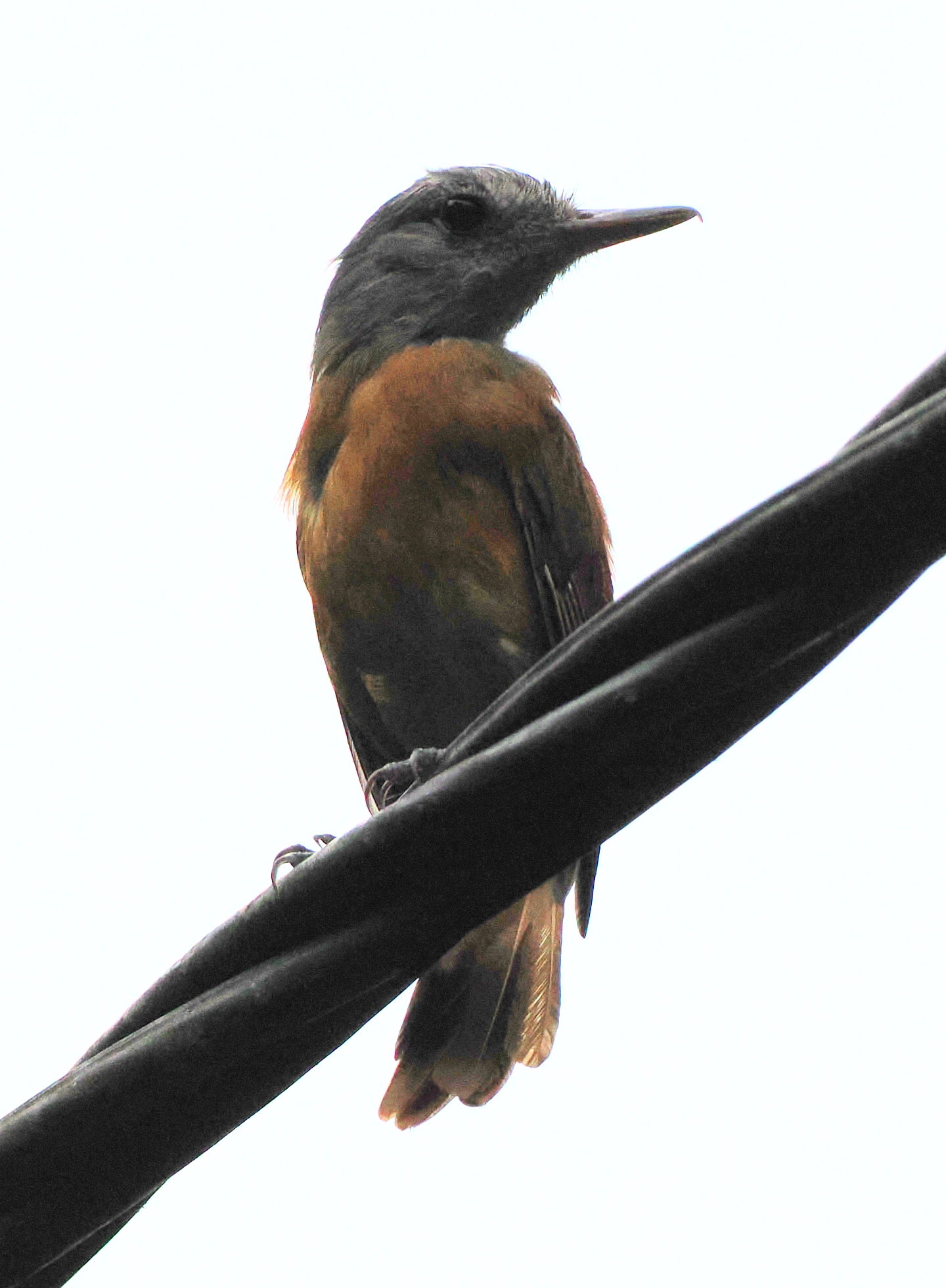 Grey-hooded Attila (Attila rufus), photo 4
