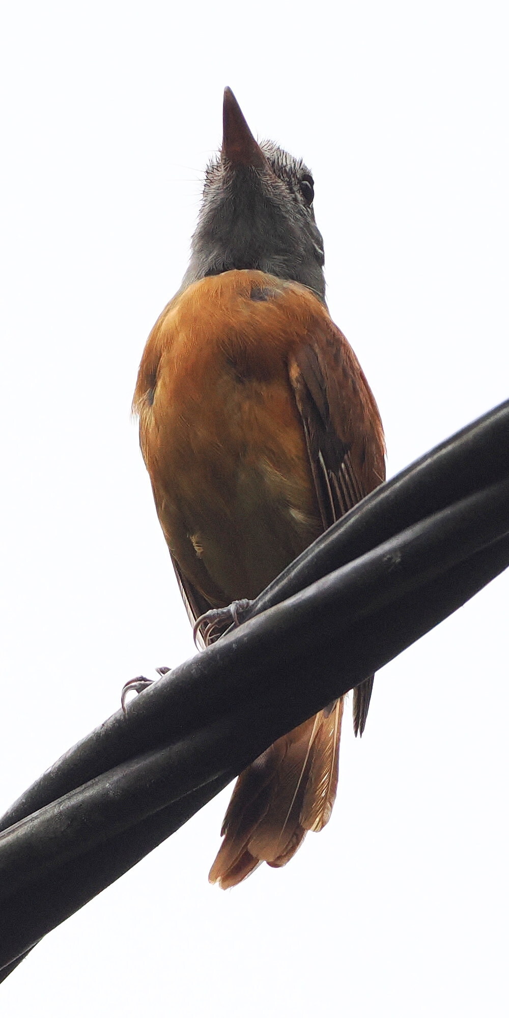 Grey-hooded Attila (Attila rufus), photo 5