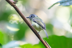 Leptopogon superciliaris