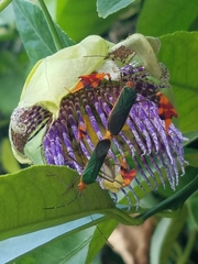 Anisoscelis foliaceus