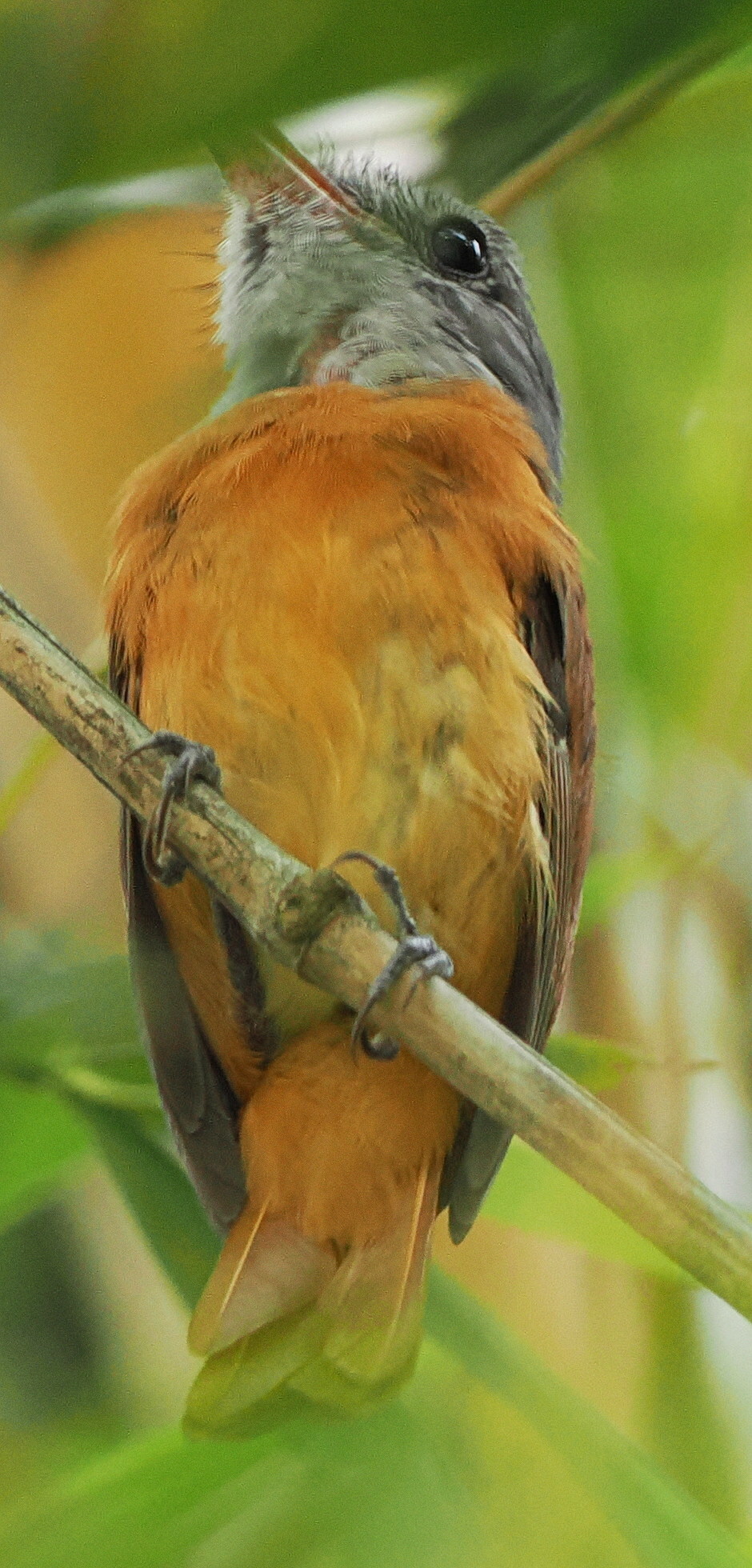 Grey-hooded Attila (Attila rufus), photo 7
