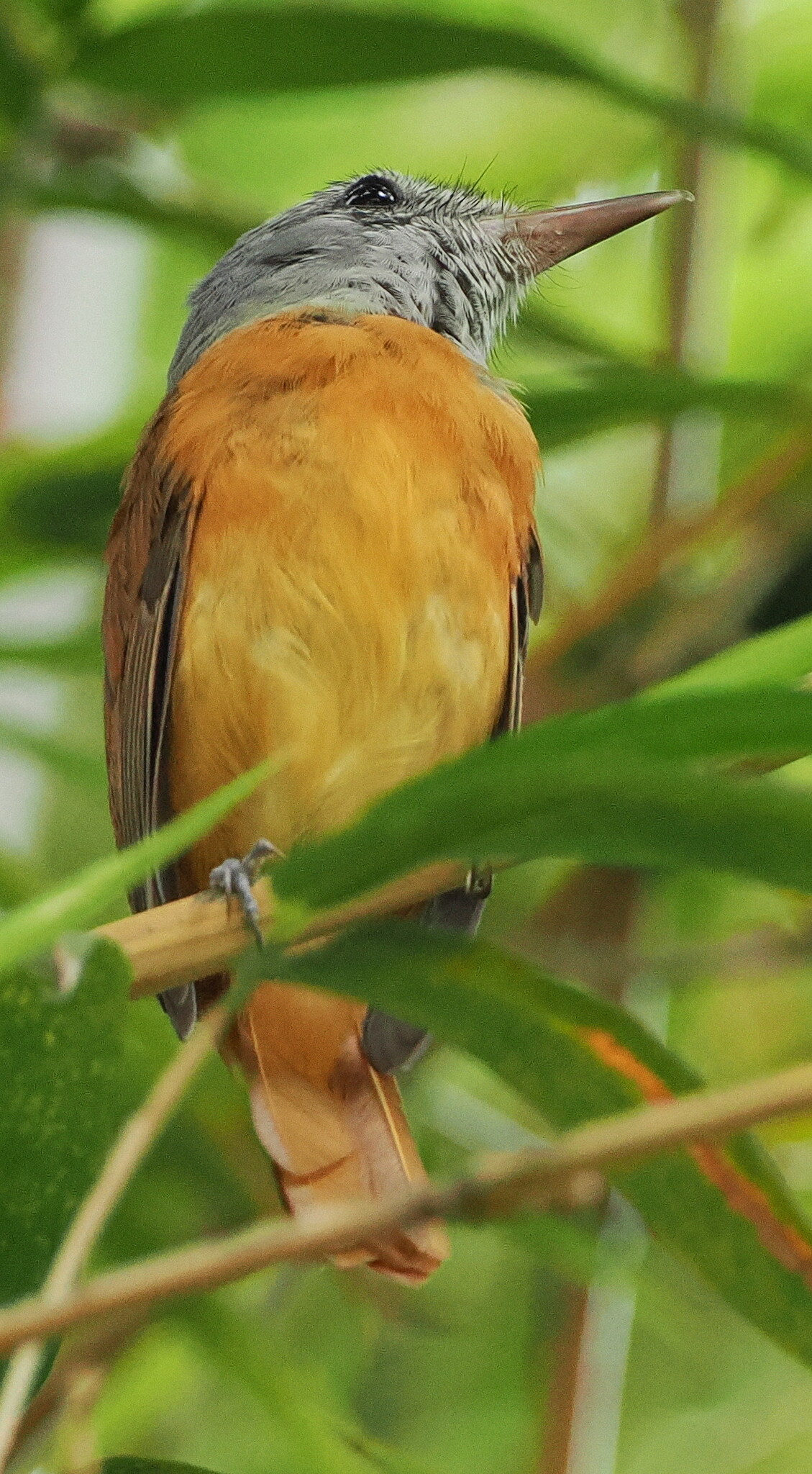 Grey-hooded Attila (Attila rufus), photo 8