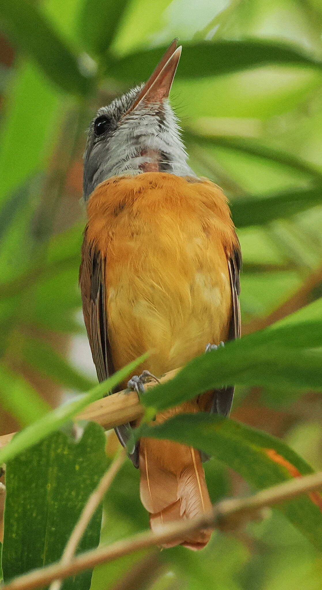 Grey-hooded Attila (Attila rufus), photo 9