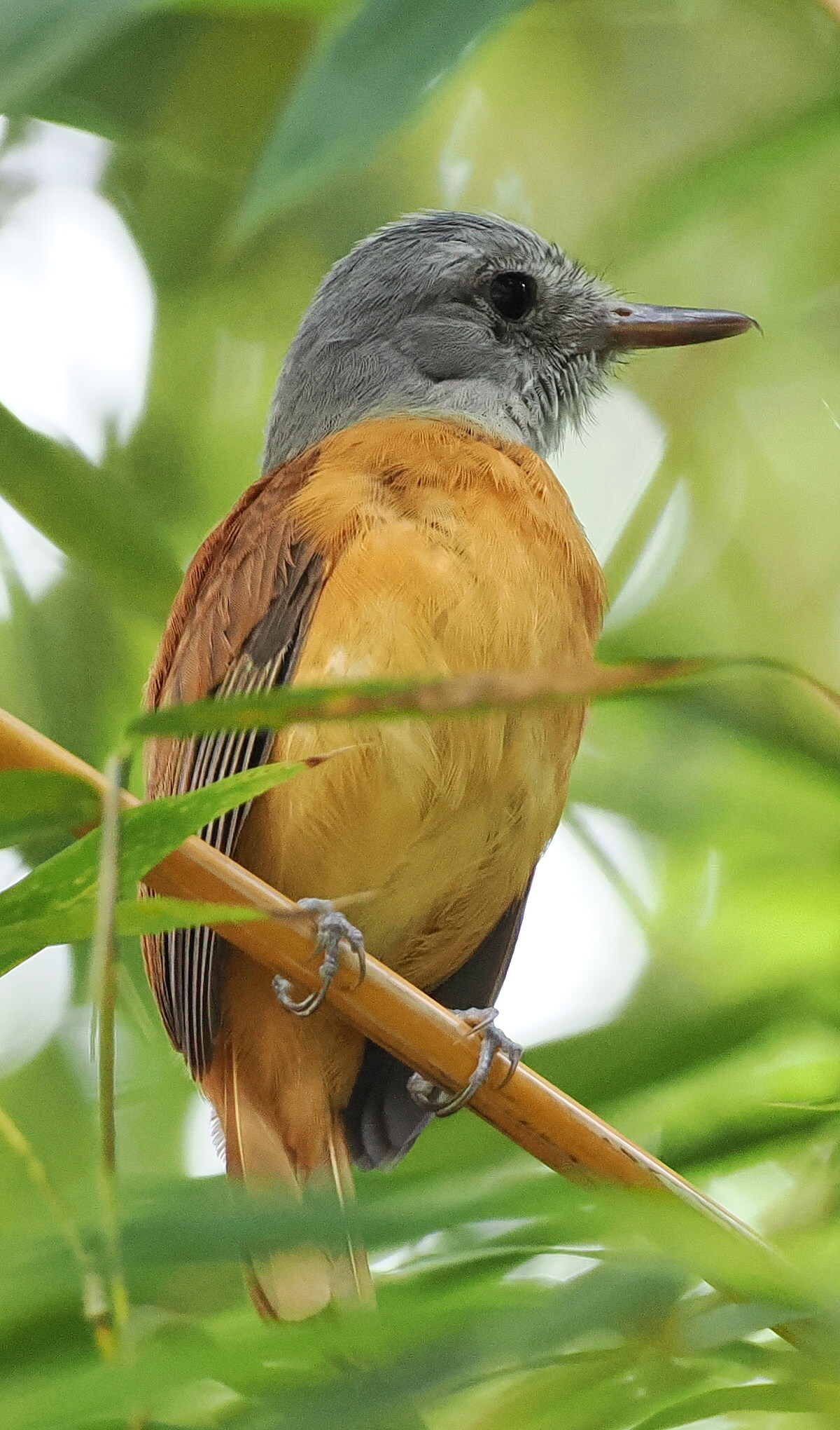 Grey-hooded Attila (Attila rufus), photo 10
