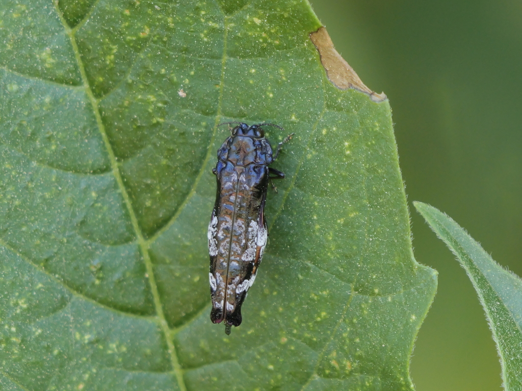 Agrilodia hirundo