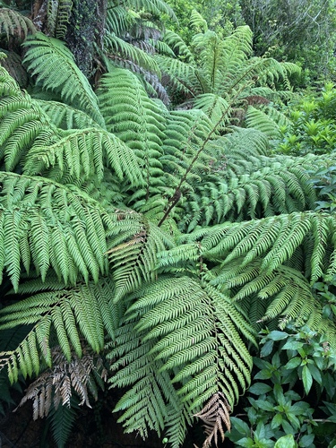 Dicksonia squarrosa