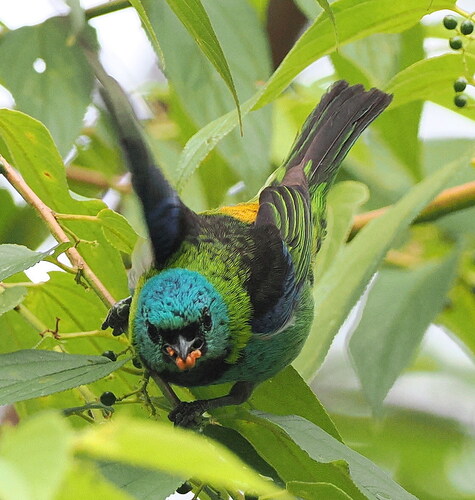 Green-headed Tanager (Tangara seledon), photo 2