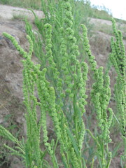 Atriplex littoralis, photograph author not stated, no rights reserved