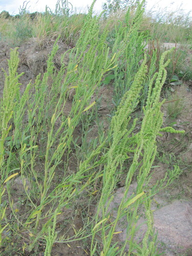 Grass-leaved Orache (Atriplex littoralis)