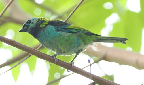 Green-headed Tanager (Tangara seledon), photo 3