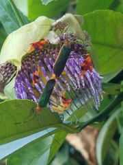 Anisoscelis foliaceus