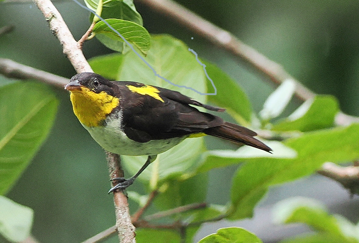Yellow-backed Tanager (Hemithraupis flavicollis), photo 1
