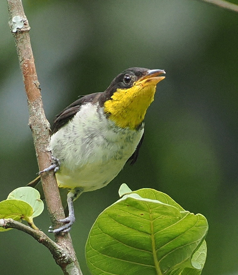 Yellow-backed Tanager (Hemithraupis flavicollis), photo 2