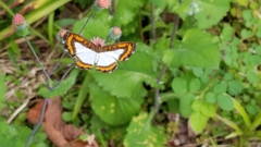 Nymphidium caricae